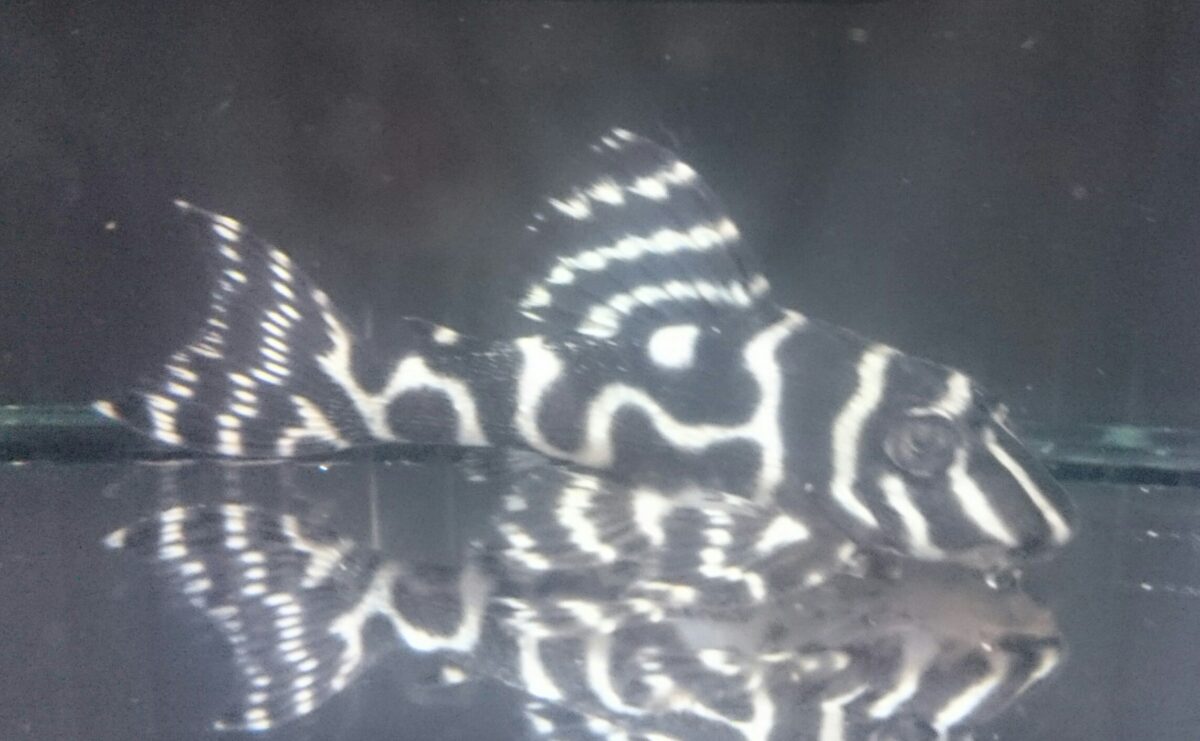 エントリーNO006