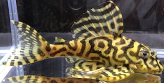 画像参加　エントリーNO060