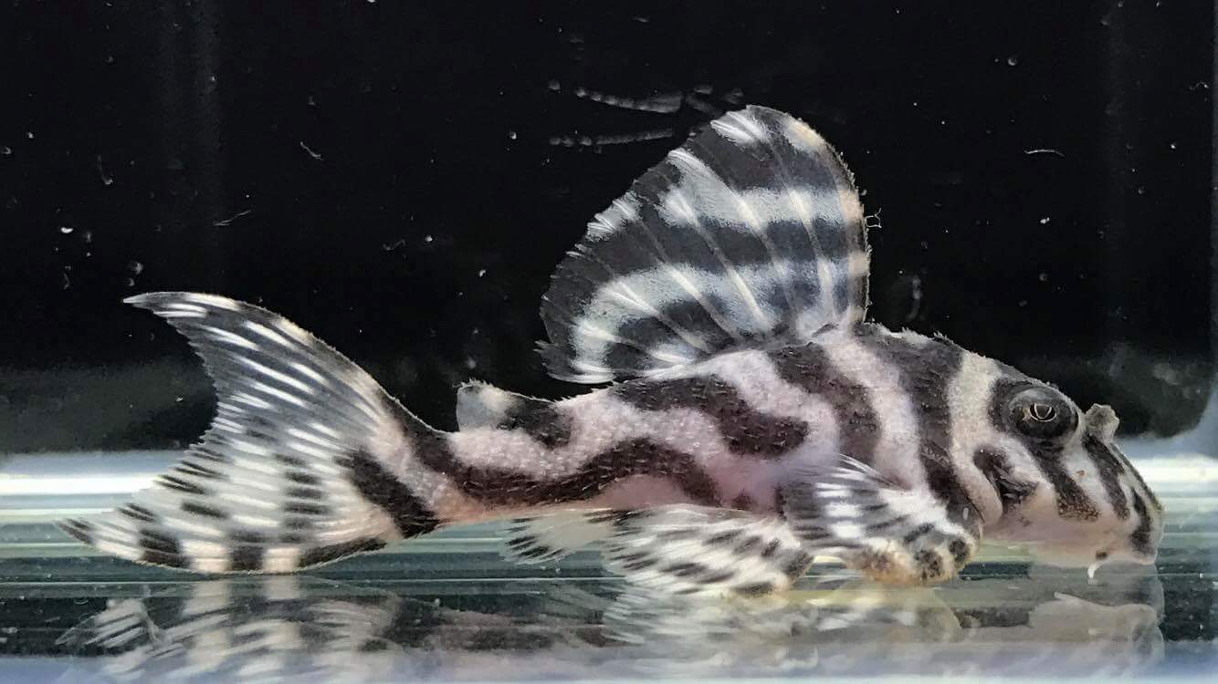 エントリーNO066