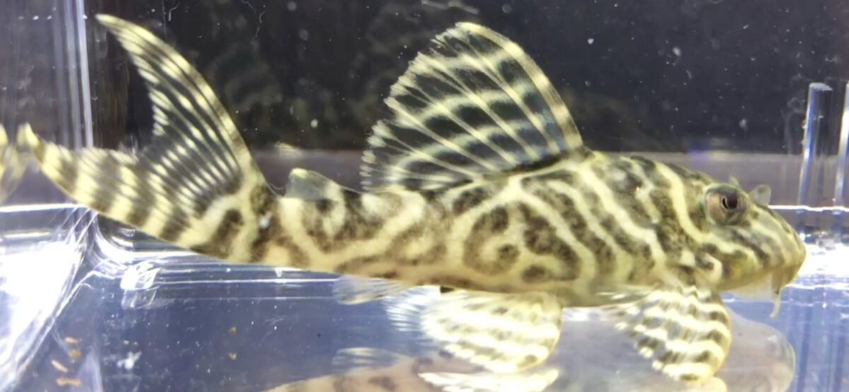 エントリーNO111