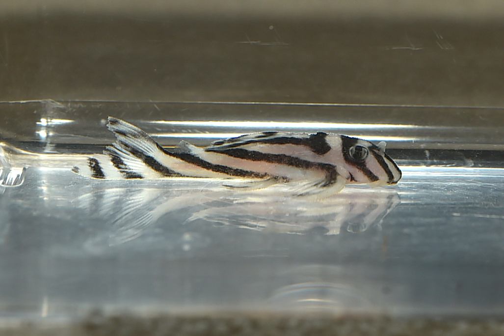 画像参加　エントリーNO026