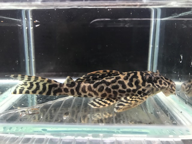 画像参加　エントリーNO006