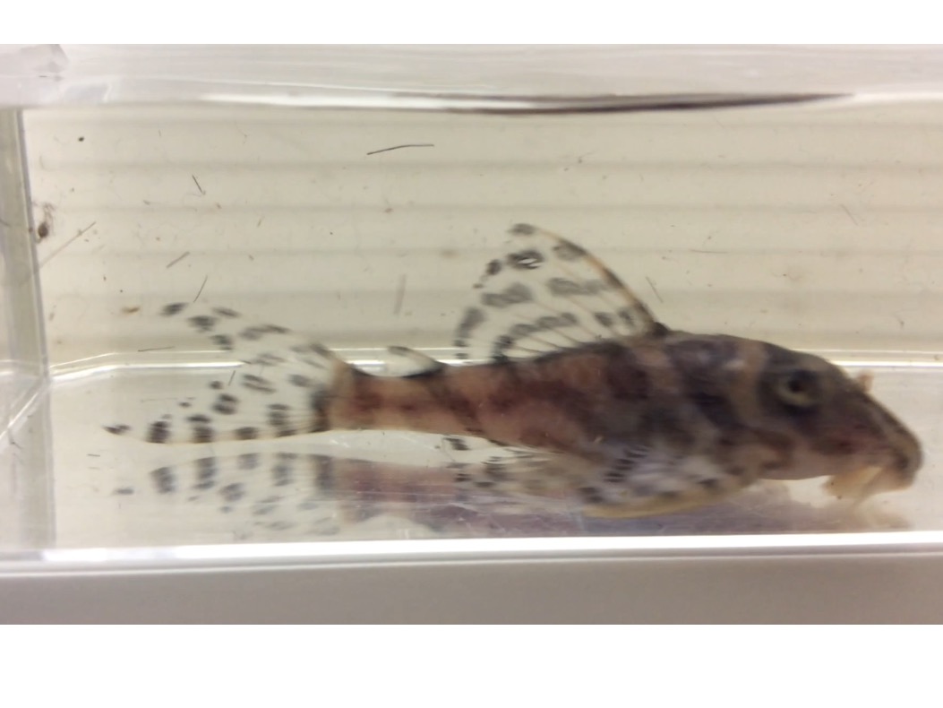 エントリーNO076