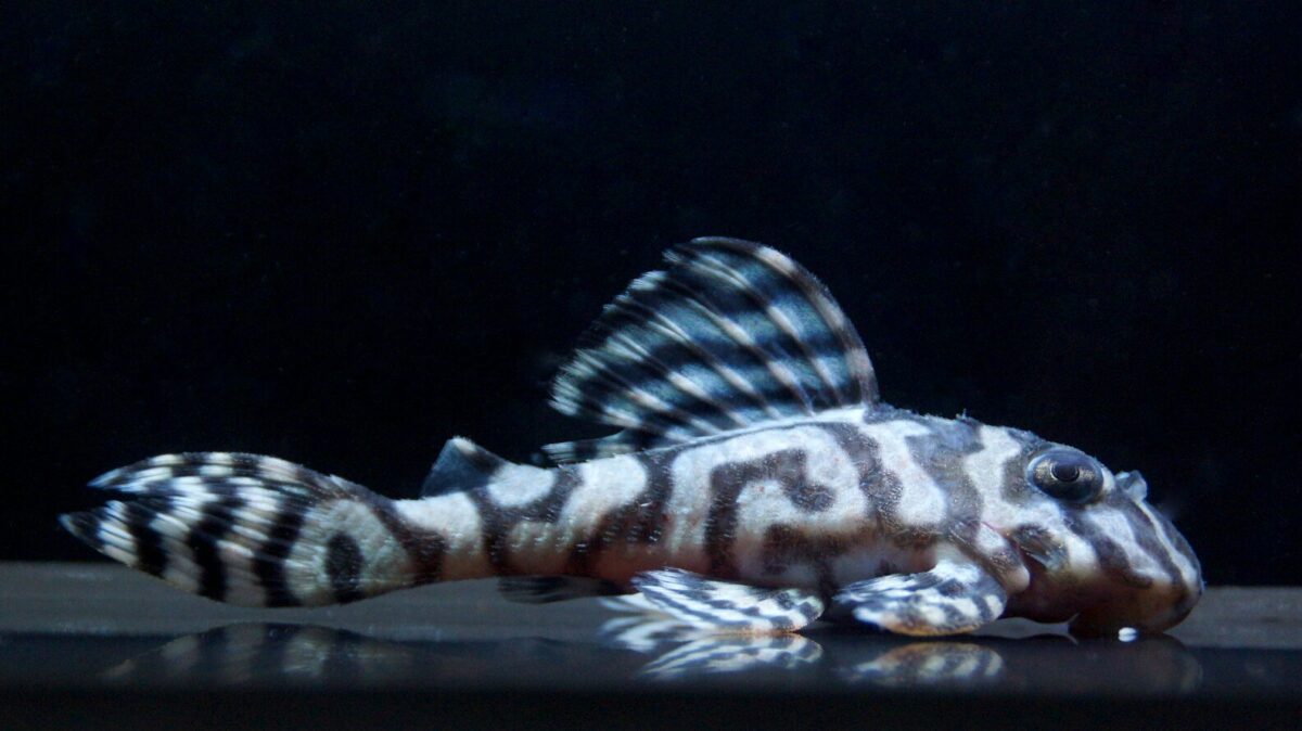 画像参加　エントリーNO047