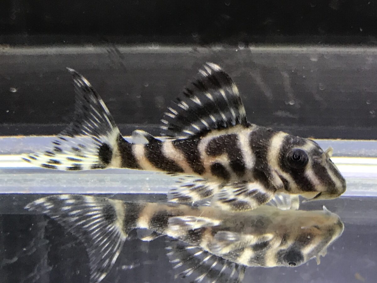 エントリーNO021