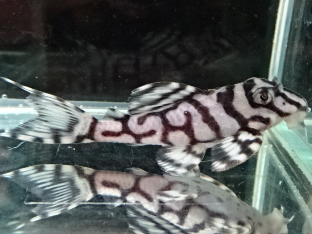 エントリーNO084