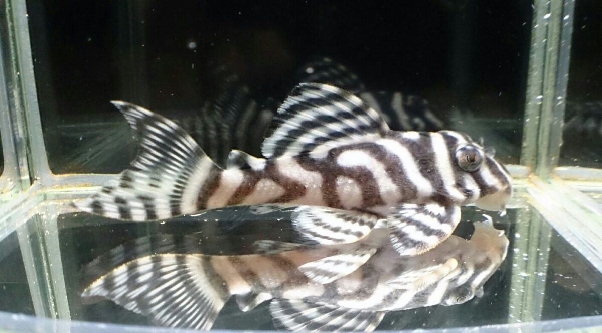 画像参加　エントリーNO010