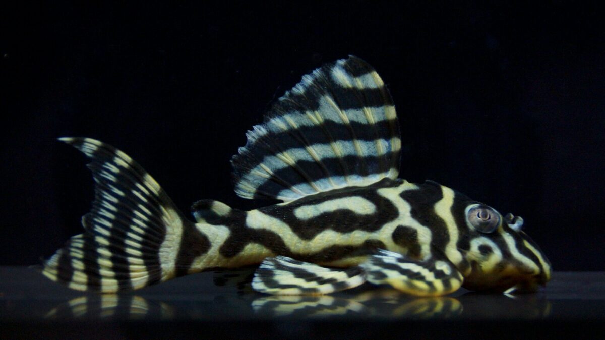 画像参加　エントリーNO053