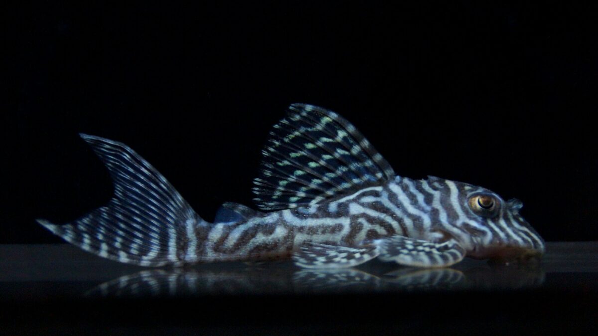 エントリーNO103