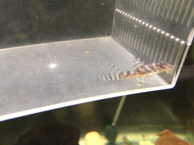 画像参加　エントリーNO008