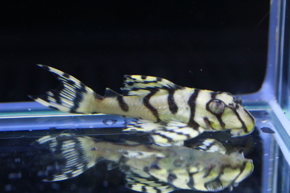 画像参加　エントリーNO068