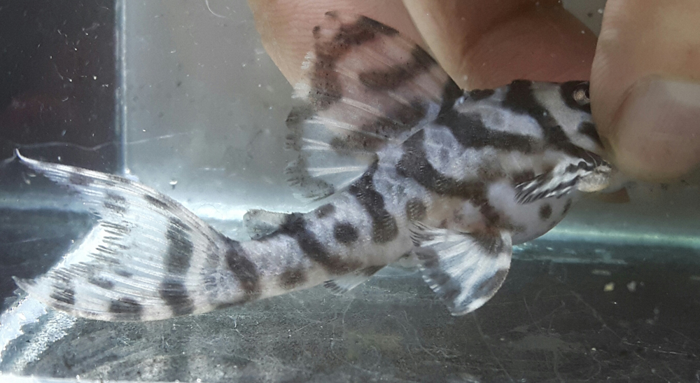 エントリーNO061