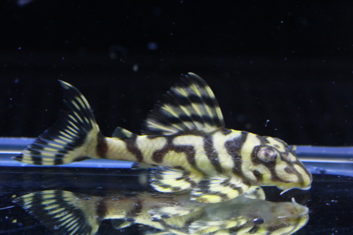 画像参加　エントリーNO073