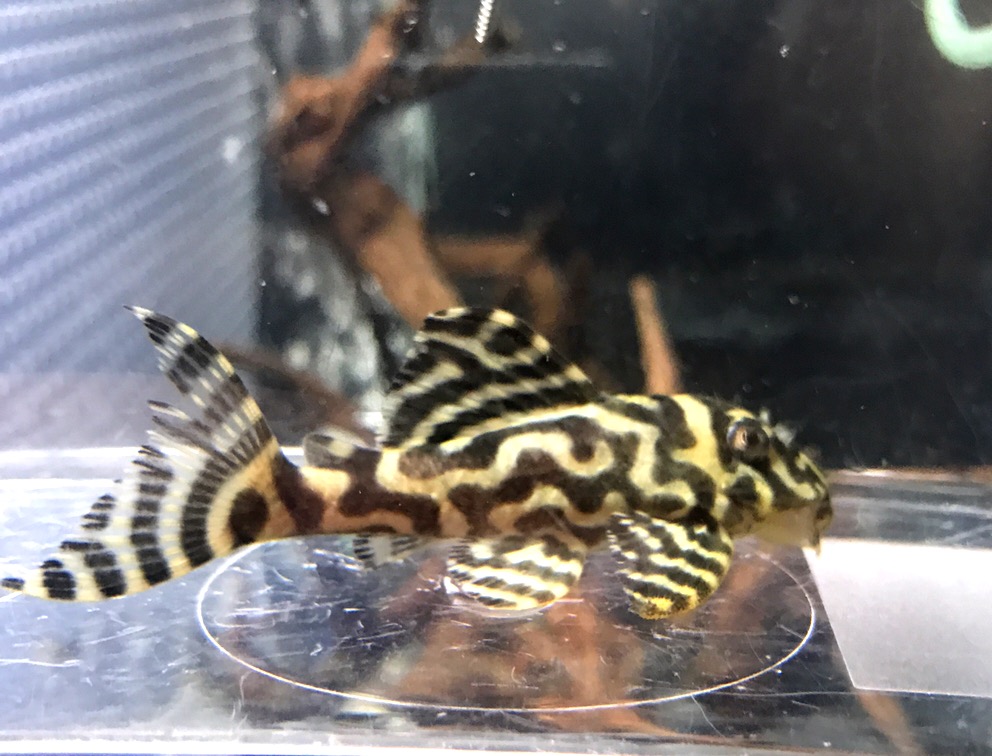 画像参加　エントリーNO002