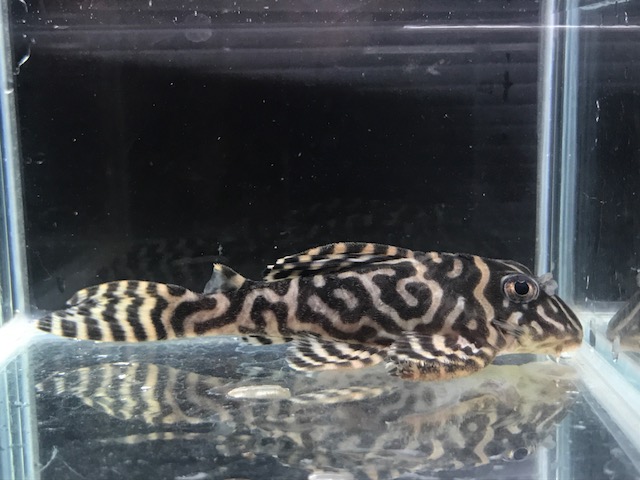 画像参加　エントリーNO002