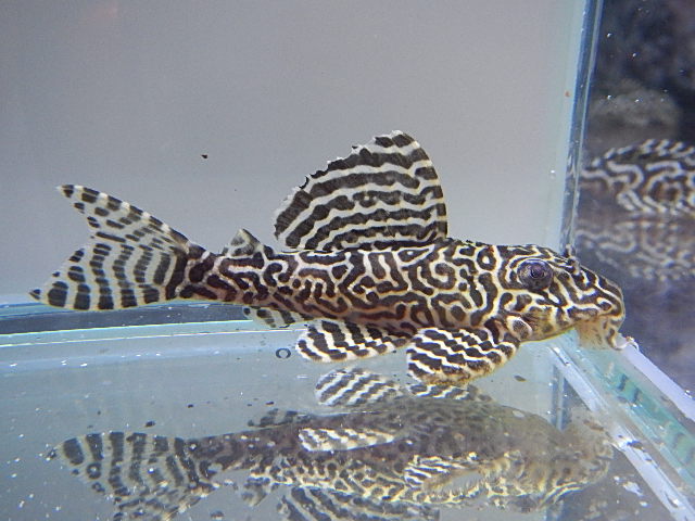 エントリーNO023