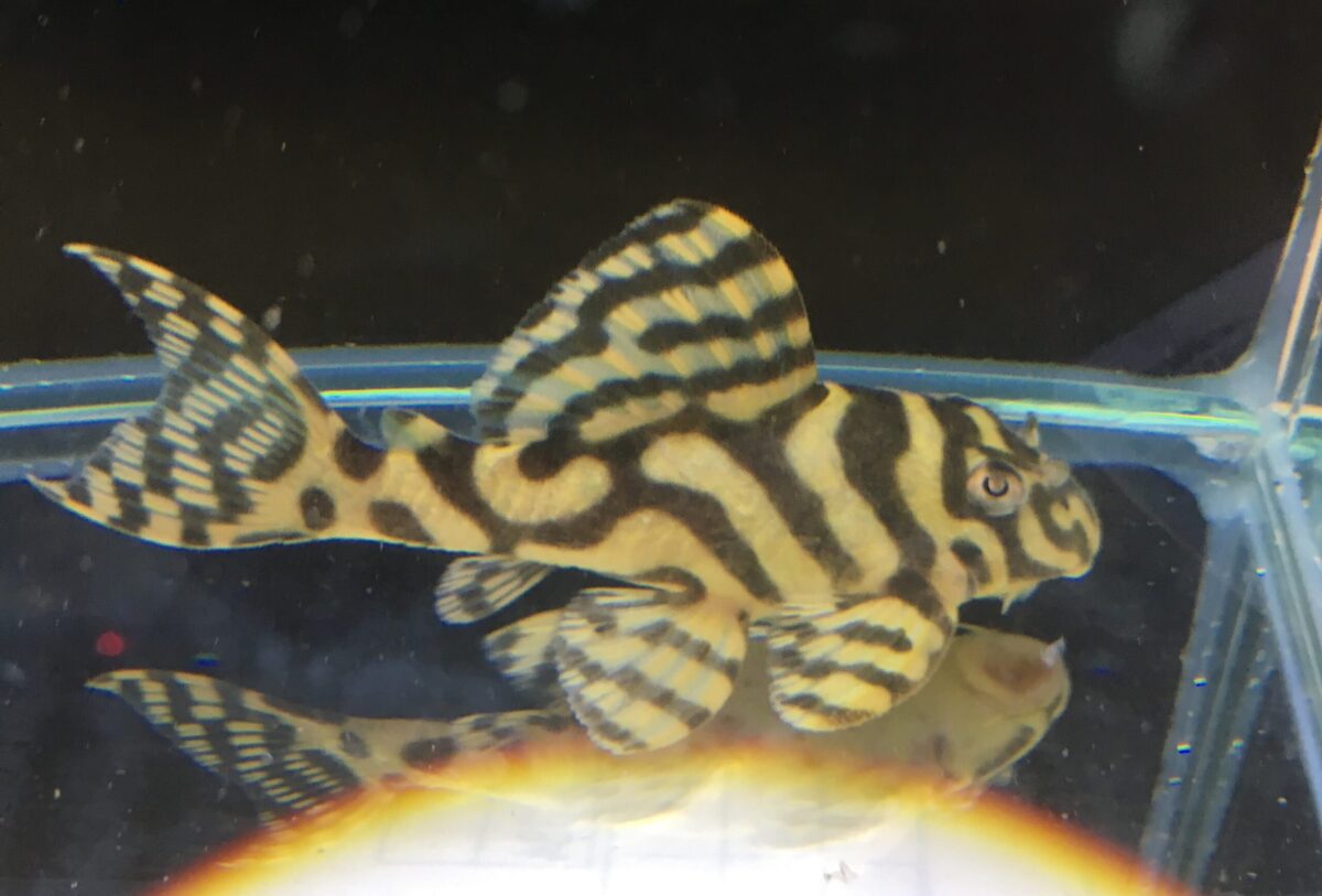 エントリーNO043