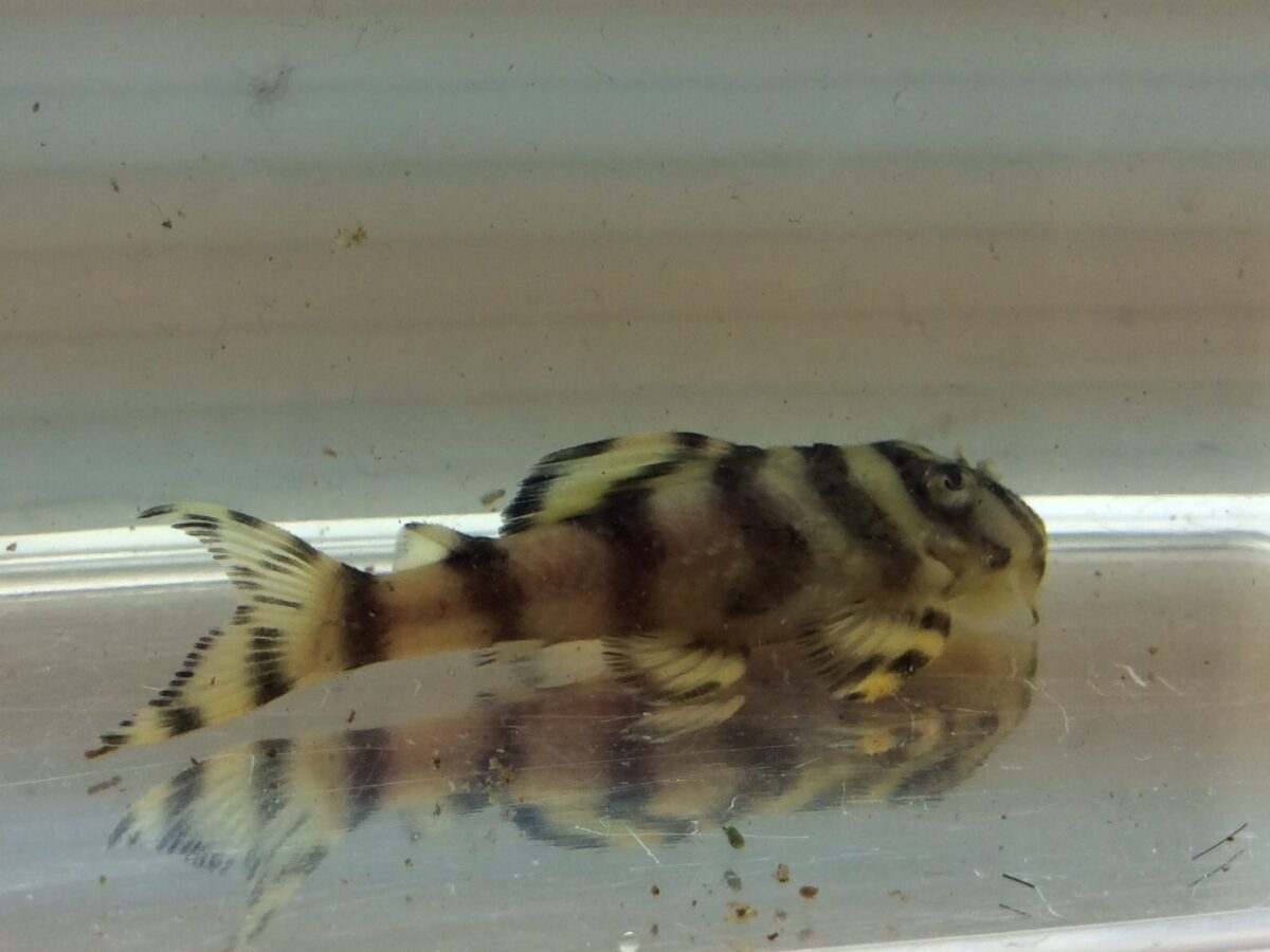 エントリーNO075