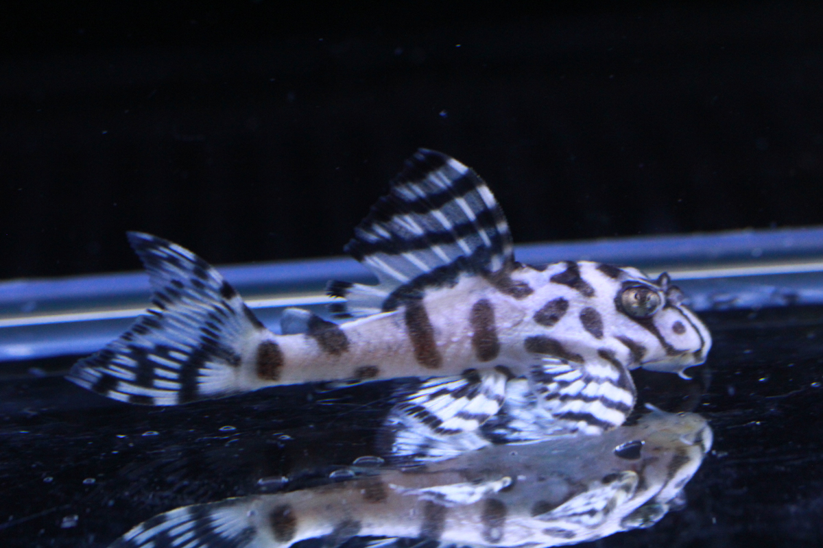 画像参加　エントリーNO071