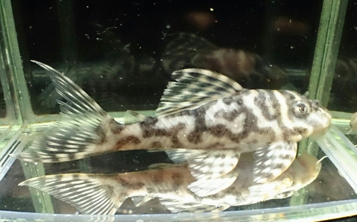 画像参加　エントリーNO009