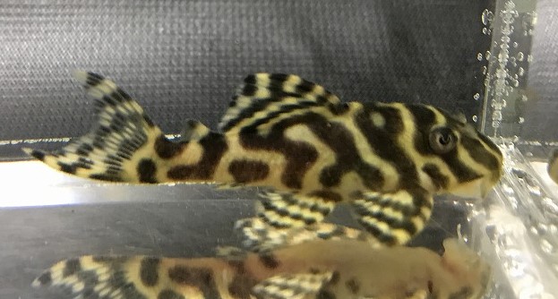 エントリーNO115