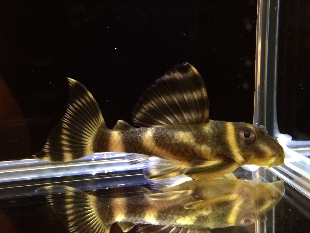 画像参加　エントリーNO038