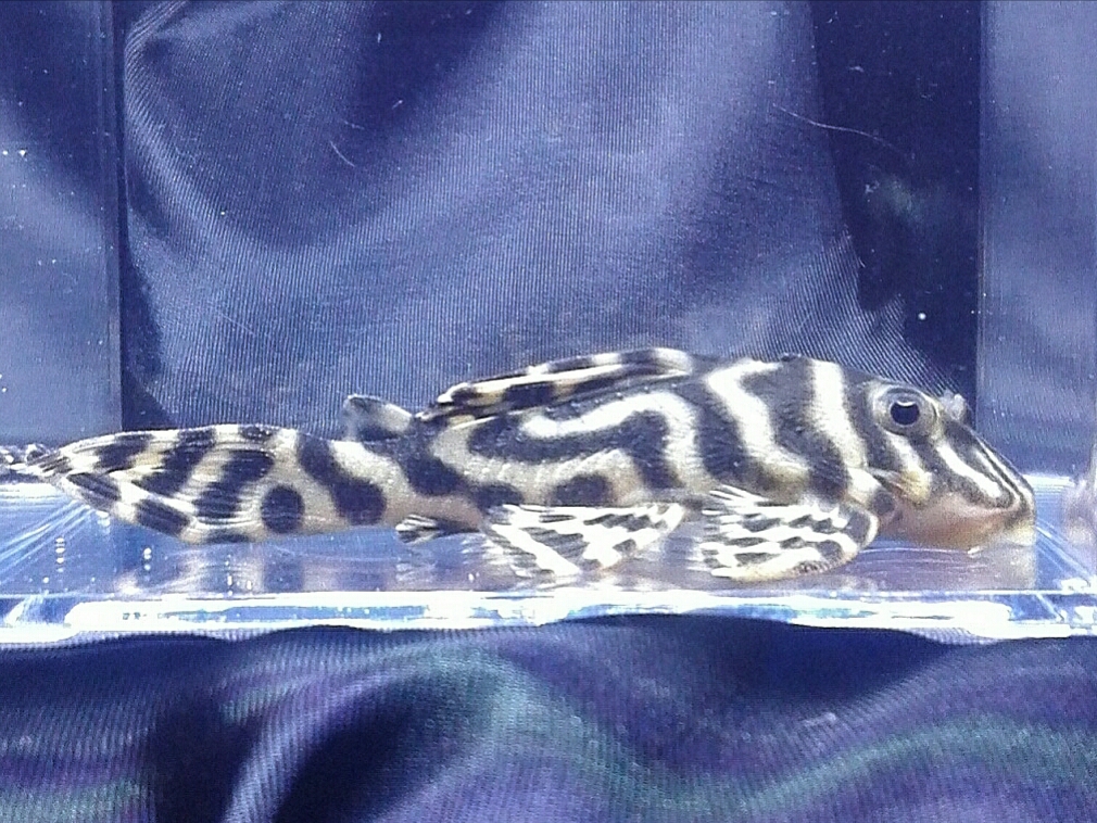 画像参加　エントリーNO058