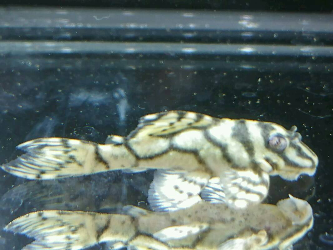 エントリーNO013