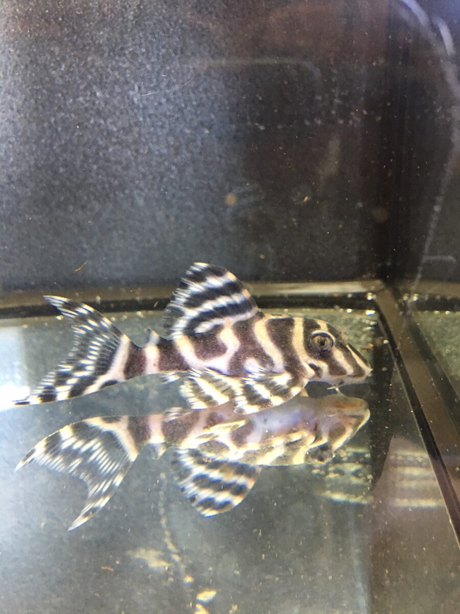 エントリーNO018