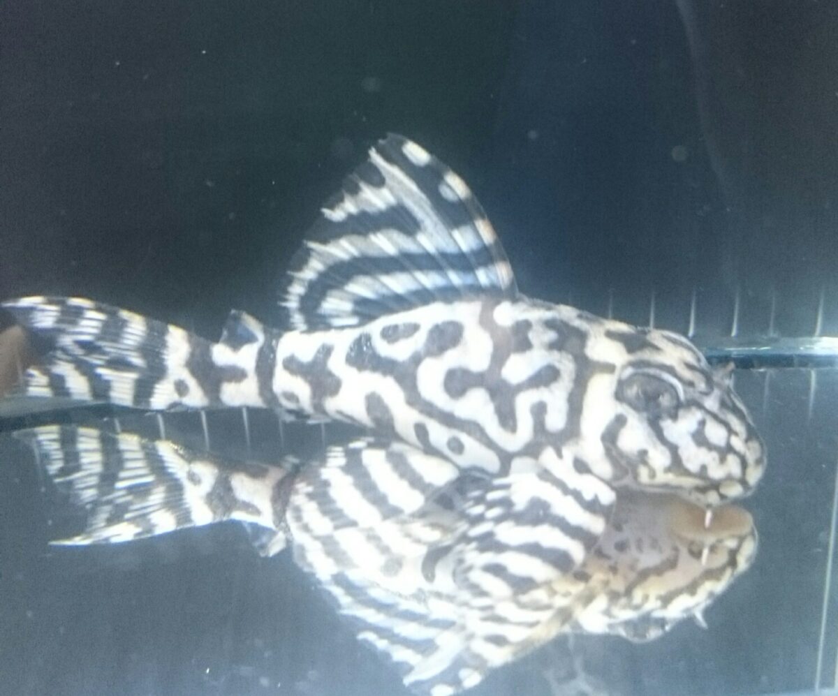 画像参加　エントリーNO014