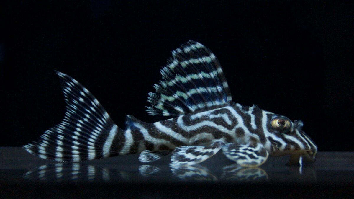 エントリーNO106