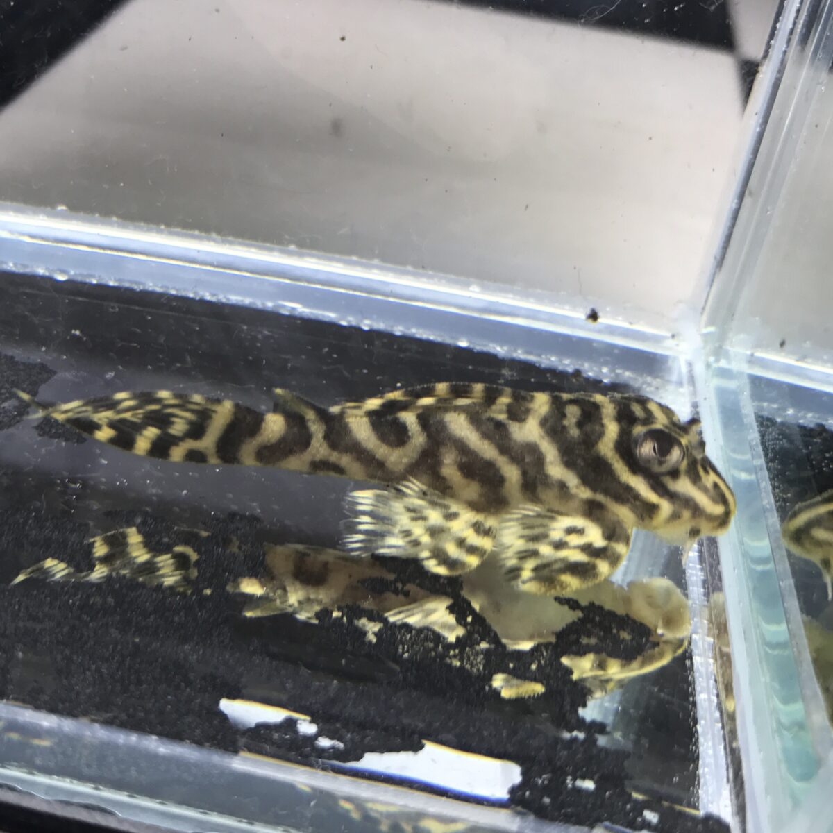 エントリーNO052