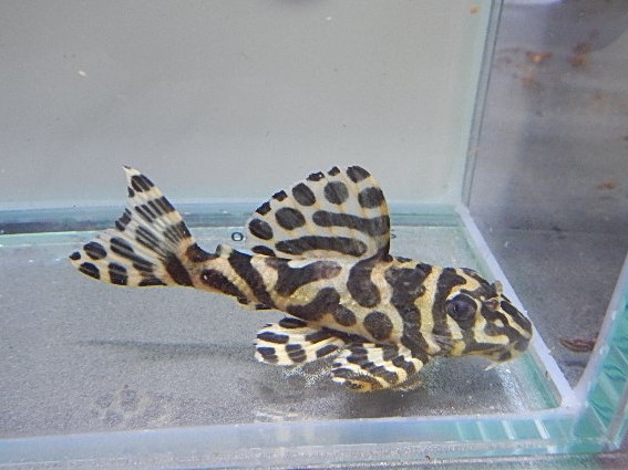 エントリーNO030