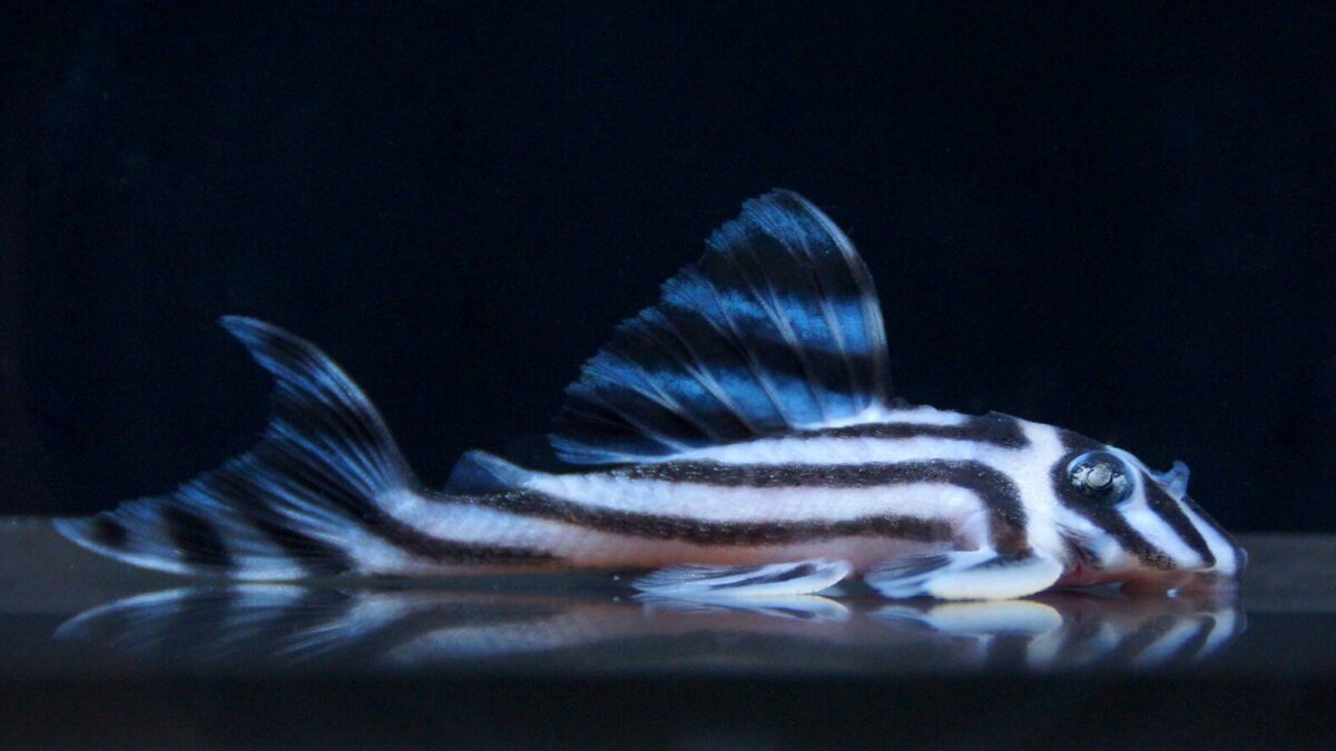 画像参加　エントリーNO051