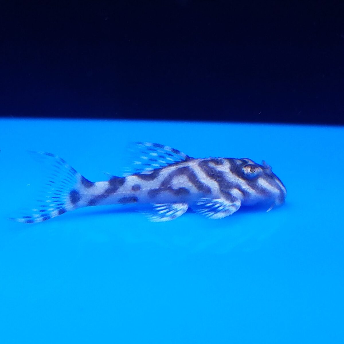 エントリーNO009