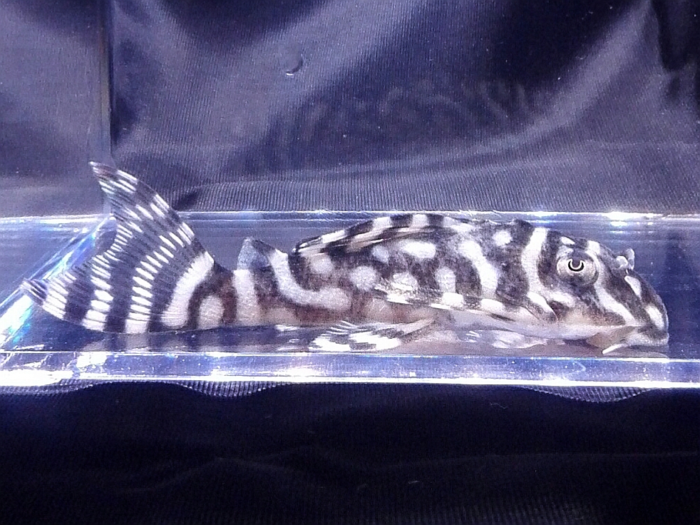 画像参加　エントリーNO063