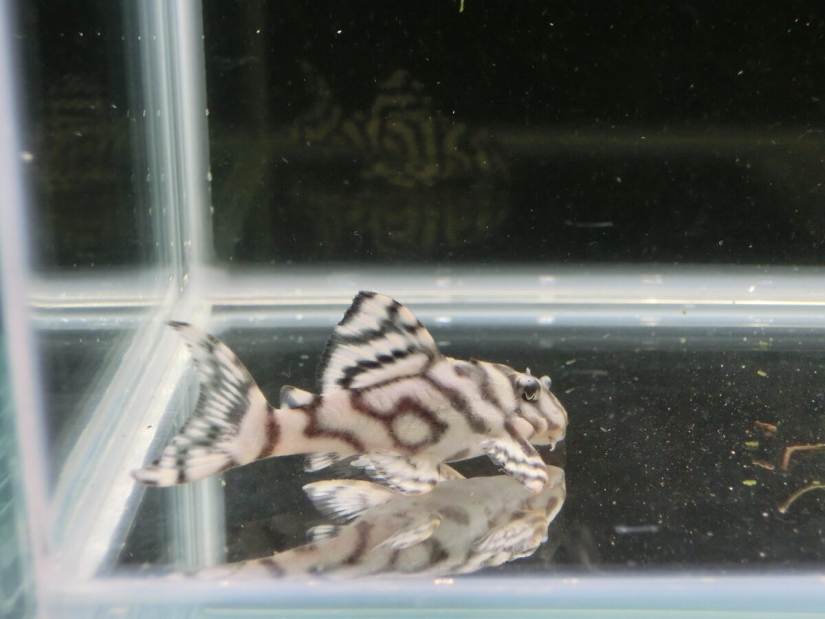 エントリーNO049