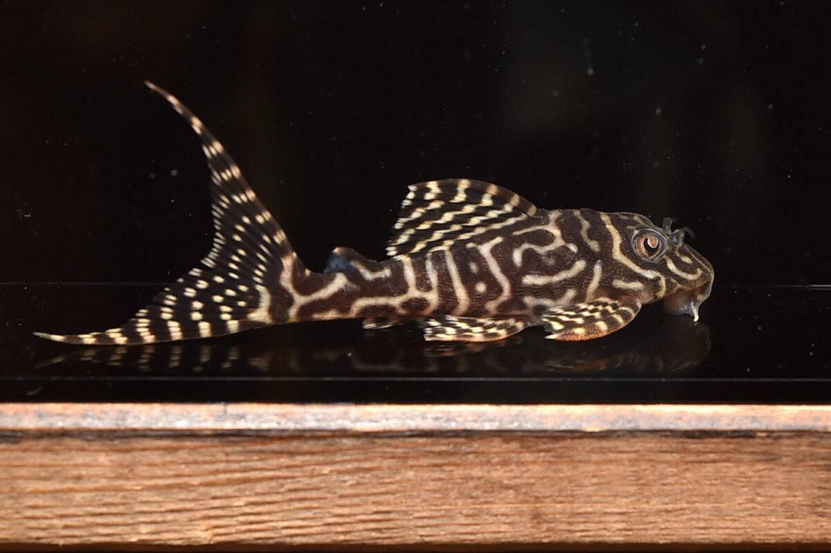 エントリーNO027