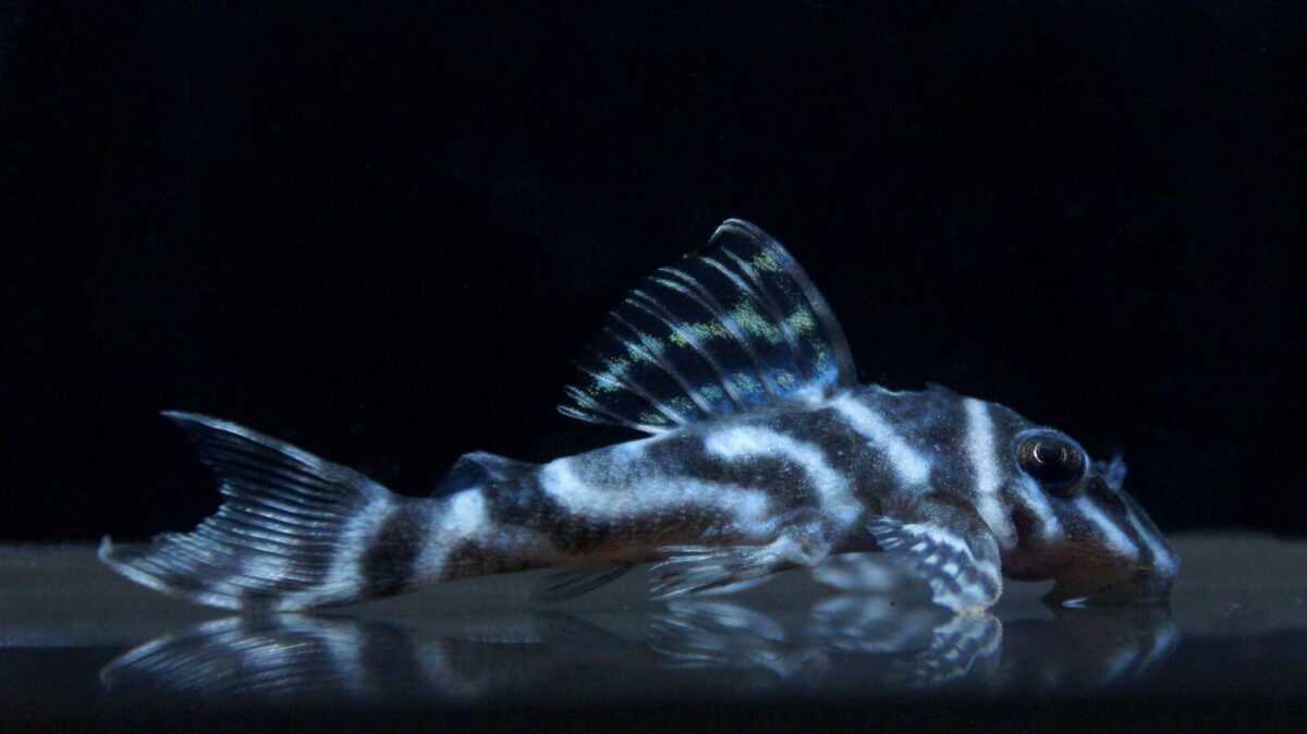 エントリーNO104