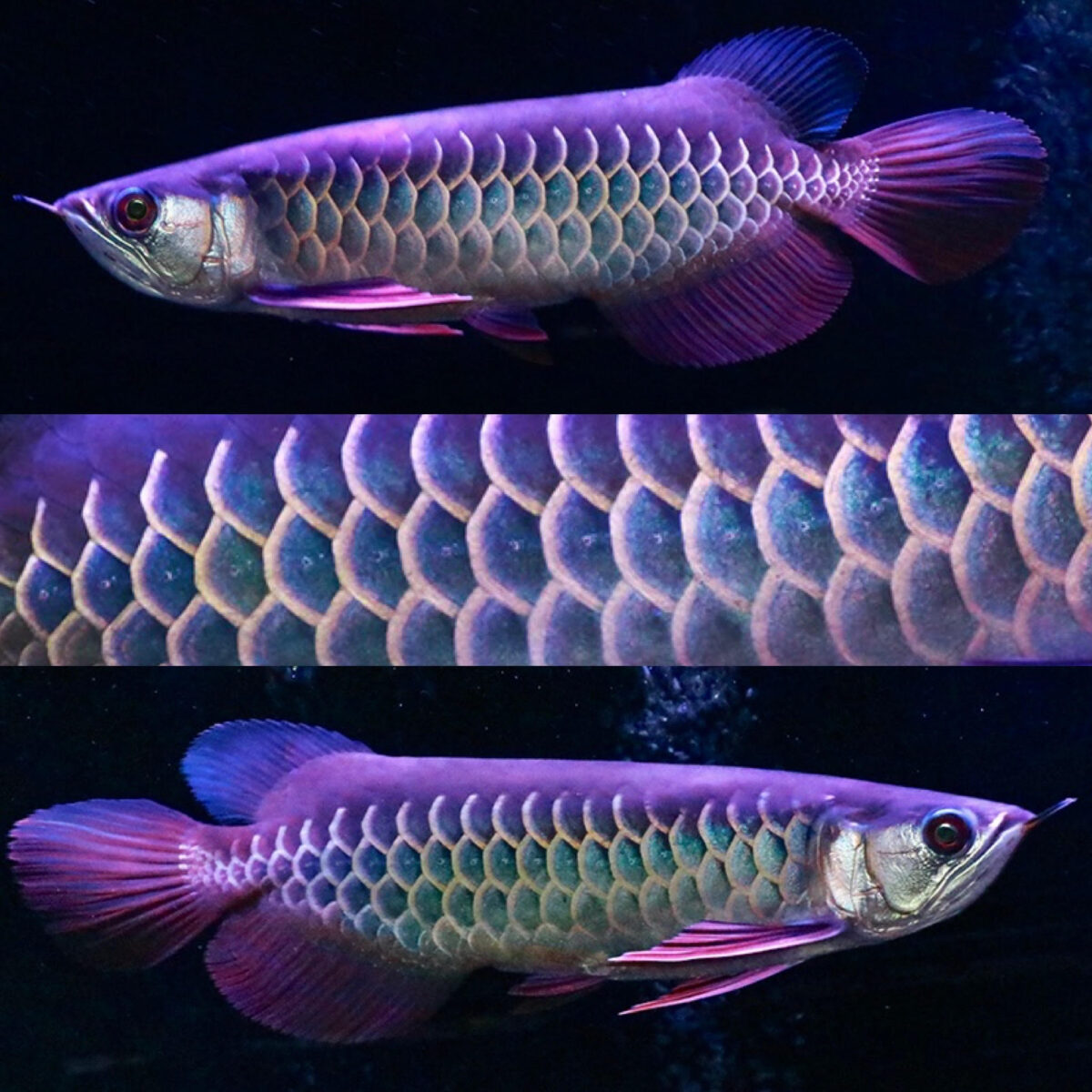 プラチナラプラディ