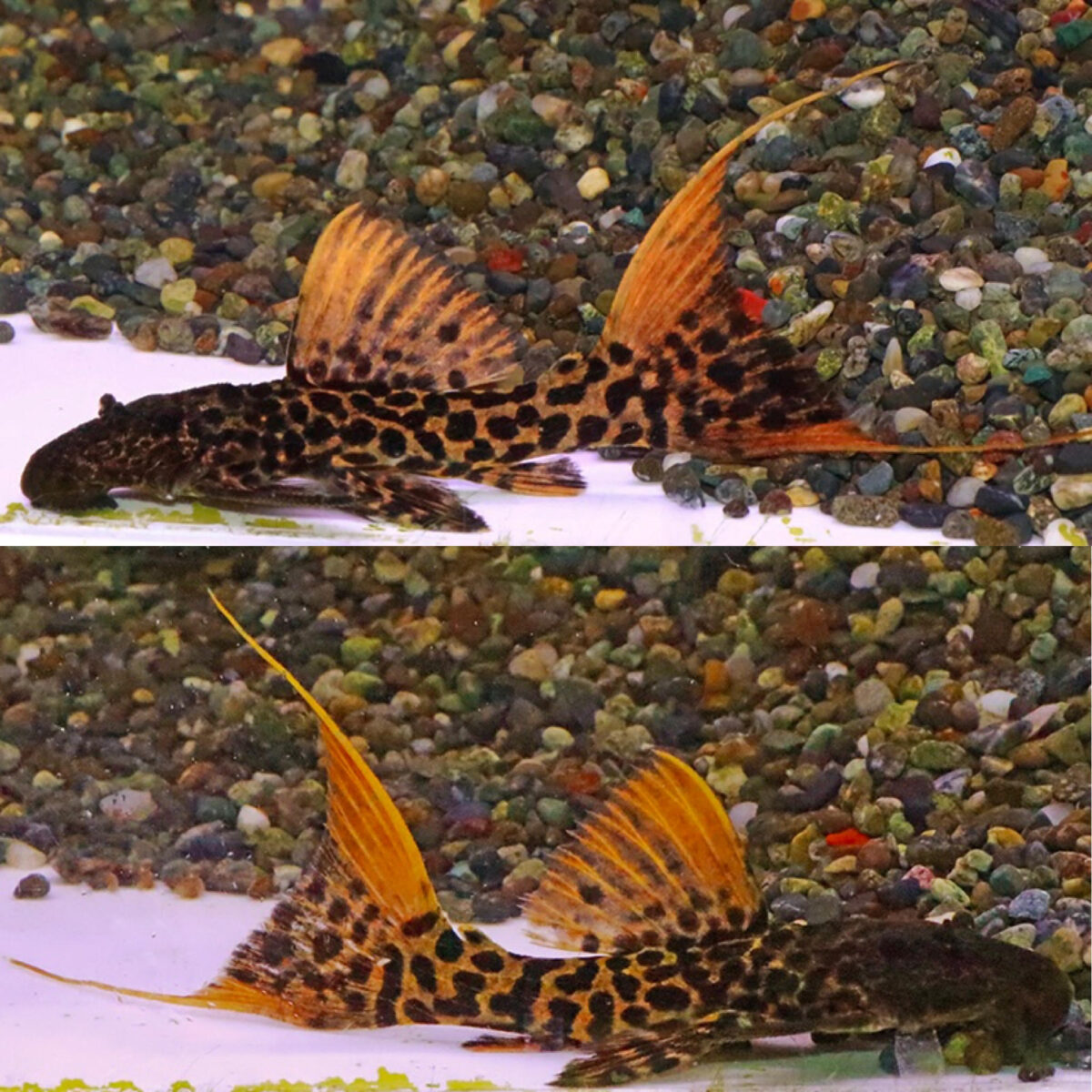 スーパーレッド！！🔥