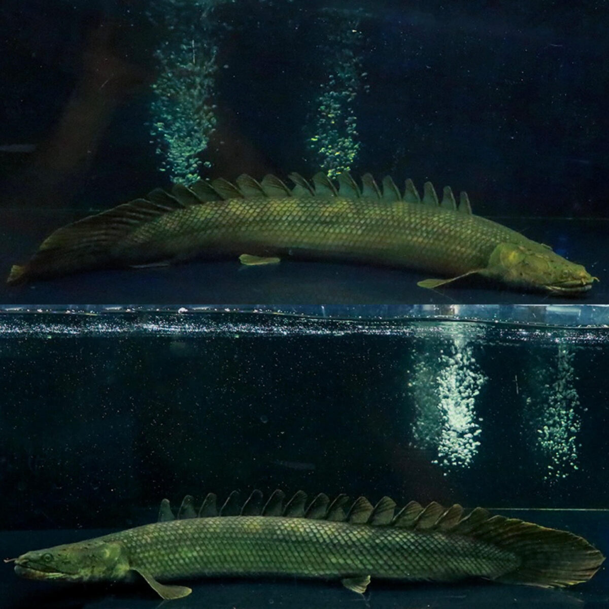 撮影してみました。