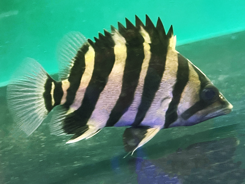 本ダトニオ　剥製本物　熱帯魚　魚　大型魚 人工飼料OK】ダトニオプラスワン - 熱帯魚のmishima