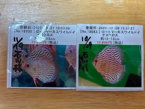 mishimaブリード